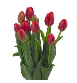 Tulipan antarctic love 36 - TULANTLOV