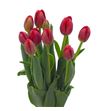 Tulipan antarctic love 36 - TULANTLOV