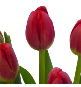 Tulipan antarctic love 36 - TULANTLOV