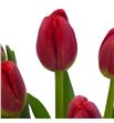 Tulipan antarctic love 36 - TULANTLOV1