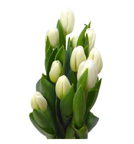 Tulipan carte blanche 38 - TULCARBLA