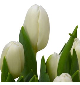Tulipan carte blanche 38 - TULCARBLA