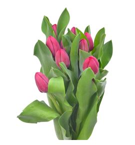 Tulipan peu de feu 40 - TULPEUDEFEU