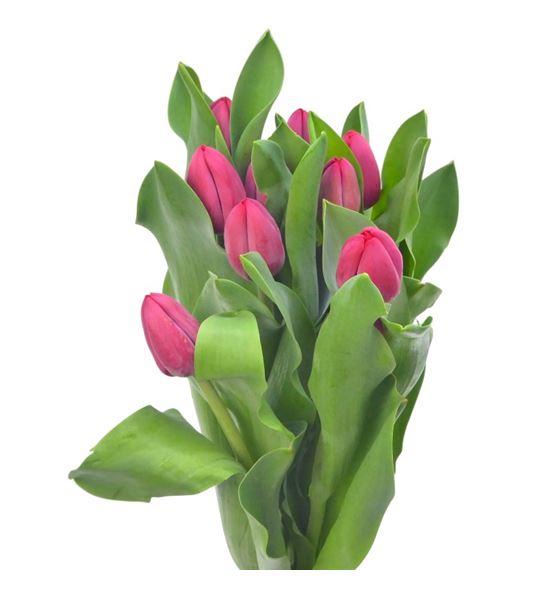 Tulipan peu de feu 40 - TULPEUDEFEU