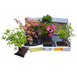 Pl. bonsai mixto 35cm x7 - BONMIX71535