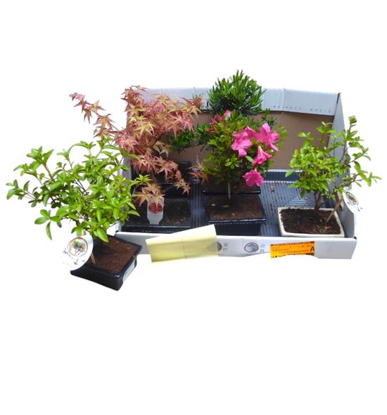 Pl. bonsai mixto 35cm x7 - BONMIX71535