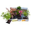 Pl. bonsai mixto 35cm x7 - BONMIX71535