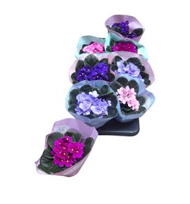 Pl. saintpaulia mixto 20cm x8 - SAIMIX81220