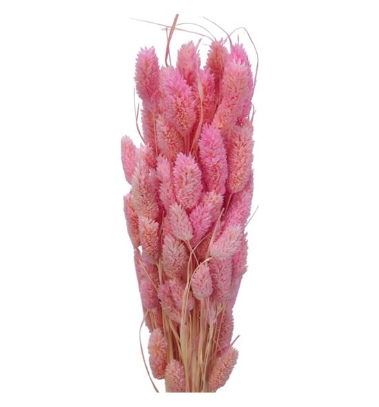 Phalaris melocoton - PHAMEL