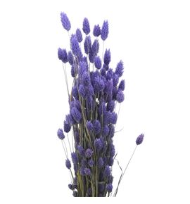 Phalaris milka - PHAMIL