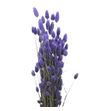 Phalaris milka - PHAMIL