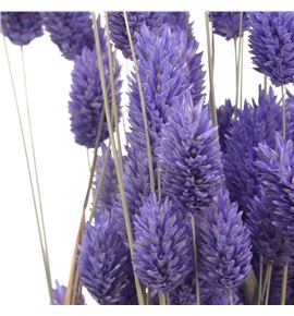 Phalaris milka - PHAMIL