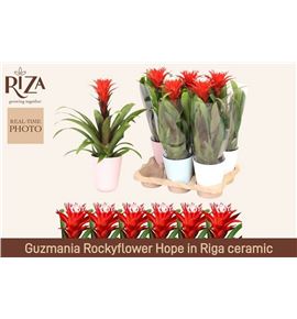 Pl. guzmania hope 45cm x6 - GUZHOP61345