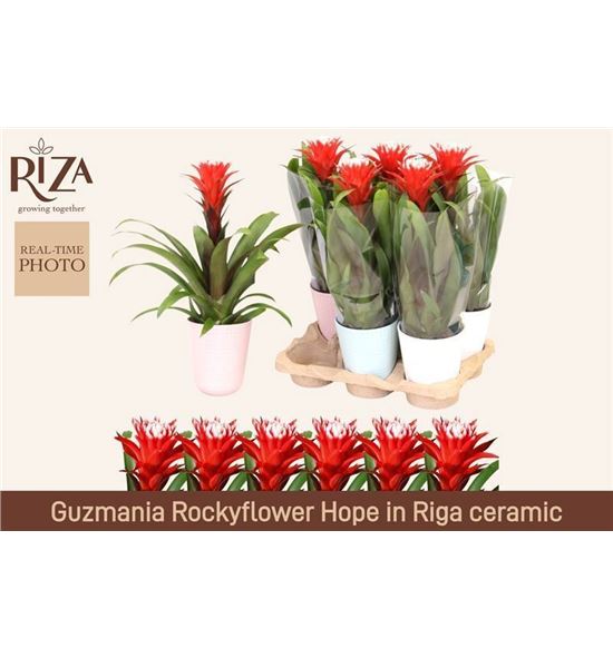 Pl. guzmania hope 45cm x6 - GUZHOP61345