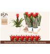 Pl. guzmania hope 45cm x6 - GUZHOP61345