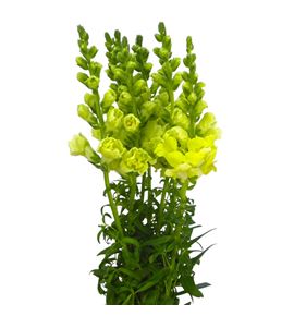 Antirrino holly double yellow 80 - ANTHOLDOUYEL