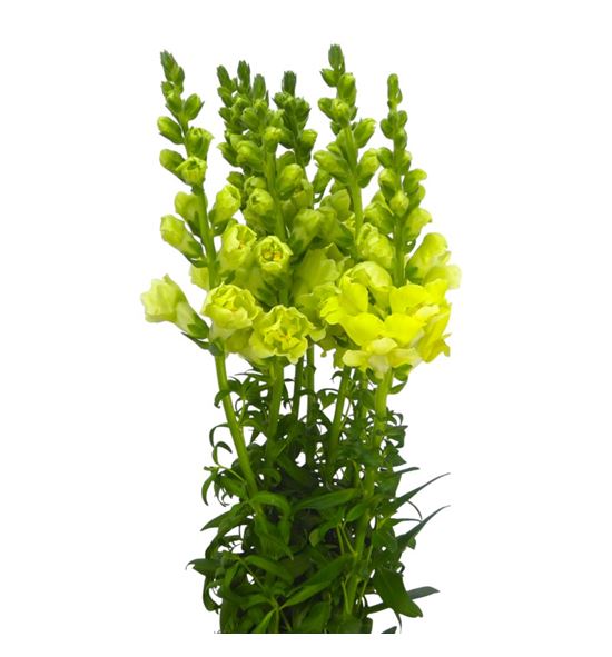 Antirrino holly double yellow 80 - ANTHOLDOUYEL