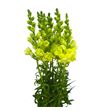 Antirrino holly double yellow 80 - ANTHOLDOUYEL