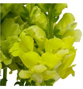 Antirrino holly double yellow 80 - ANTHOLDOUYEL