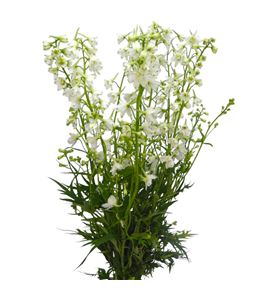 Delphinium sneeuw witje 70 - DELSNEWIT