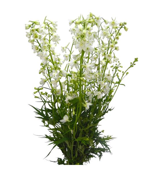 Delphinium sneeuw witje 70 - DELSNEWIT