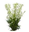Delphinium sneeuw witje 70 - DELSNEWIT