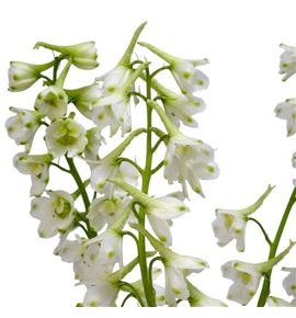 Delphinium sneeuw witje 70 - DELSNEWIT