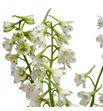 Delphinium sneeuw witje 70 - DELSNEWIT1
