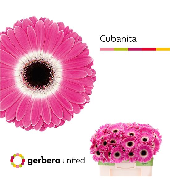 Gerbera cubanita 50 x10 - GERCUB5010