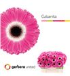 Gerbera cubanita 50 x10 - GERCUB5010