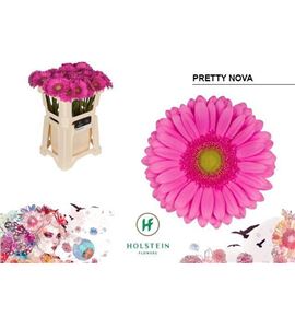 Gerbera pretty nova 50 x15 - GERPRENOV5010