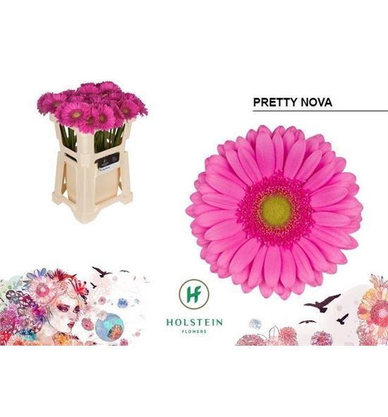 Gerbera pretty nova 50 x15 - GERPRENOV5010