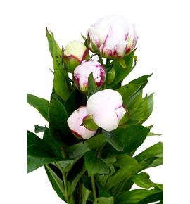 Paeonia shirley temple 60 - PAESHITEM