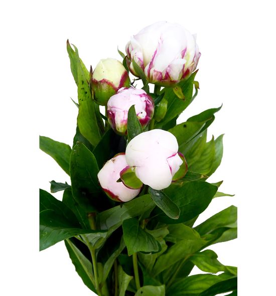 Paeonia shirley temple 60 - PAESHITEM