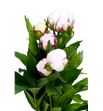 Paeonia shirley temple 60 - PAESHITEM