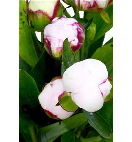 Paeonia shirley temple 60 - PAESHITEM