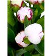 Paeonia shirley temple 60 - PAESHITEM1