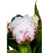 Paeonia shirley temple 60 - PAESHITEM2