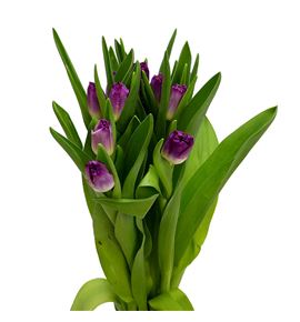 Tulipan purple chrystal 38 - TULPURCHR