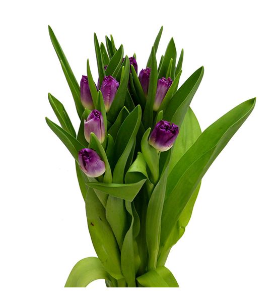 Tulipan purple chrystal 38 - TULPURCHR