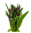 Tulipan purple chrystal 38 - TULPURCHR
