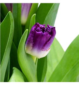 Tulipan purple chrystal 38 - TULPURCHR
