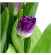 Tulipan purple chrystal 38 - TULPURCHR1