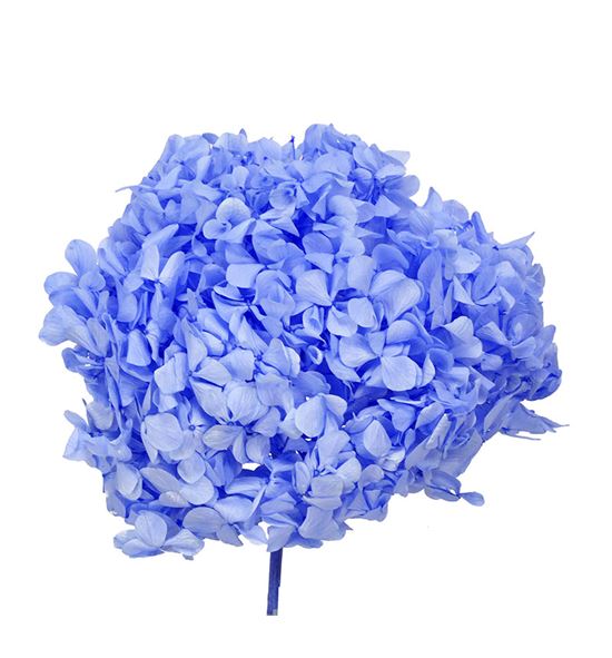 Hydrangea preservada vio89 - HORPREVIO