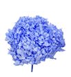 Hydrangea preservada vio89 - HORPREVIO