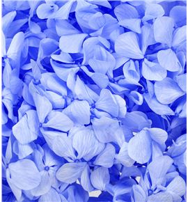 Hydrangea preservada vio89 - HORPREVIO