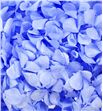 Hydrangea preservada vio89 - HORPREVIO1