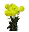 Dahlia banana baby 70 - DAHBANBAB