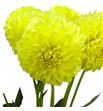 Dahlia banana baby 70 - DAHBANBAB1