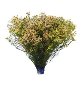 Limonium sensy nectarine 70 - LIMSENNEC